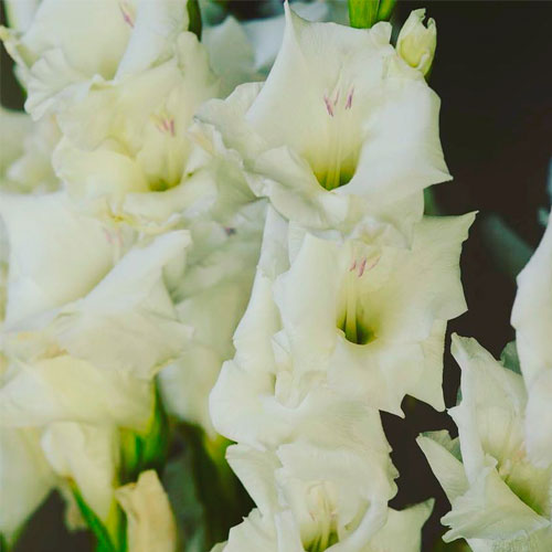 Gladiolas