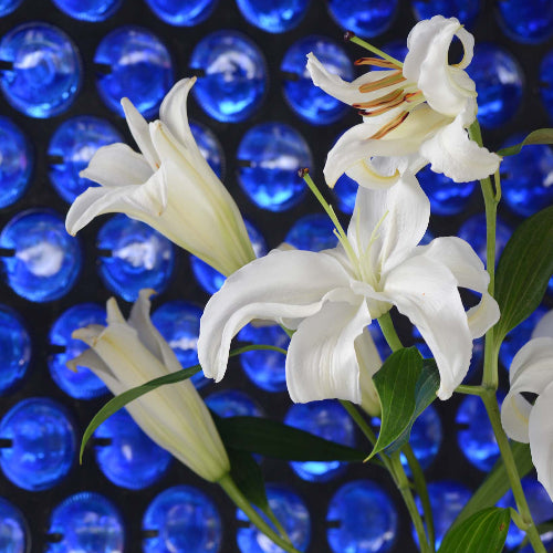 Flores Casa Blancas Stargesier