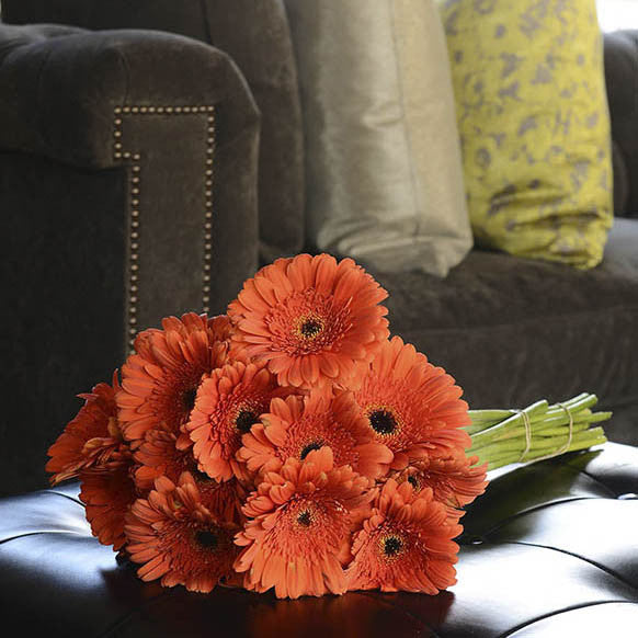 Gerberas