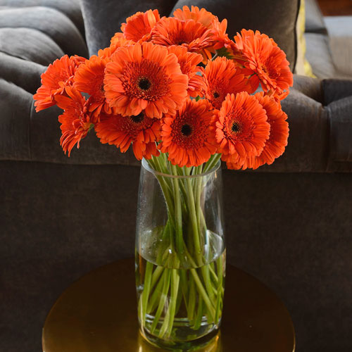 Gerberas